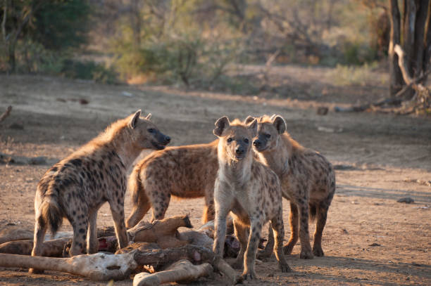 istock Group of hyenas eating a giraffe 1127129212