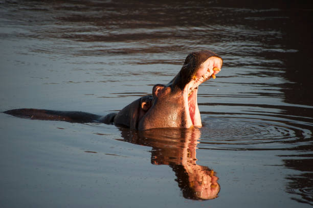 nilpferd mit weit offenem mund - kruger national park hippopotamus animal mouth animal stock-fotos und bilder