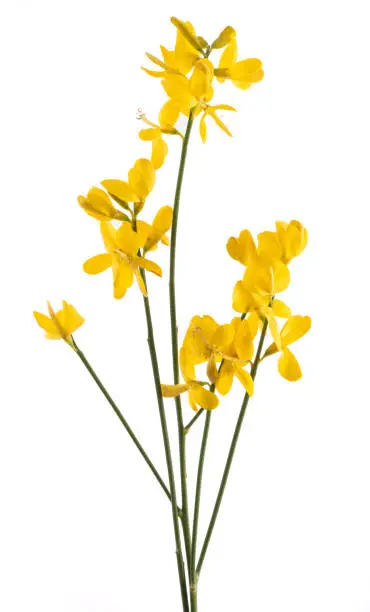 broom flowers isolated on a white background