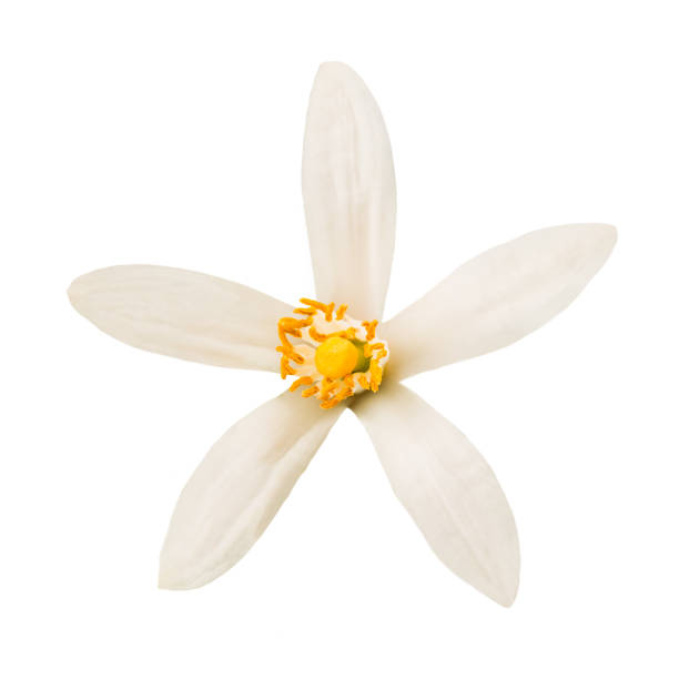 Orange blossom Orange blossom flower isolated on white background orange flowers on white stock pictures, royalty-free photos & images