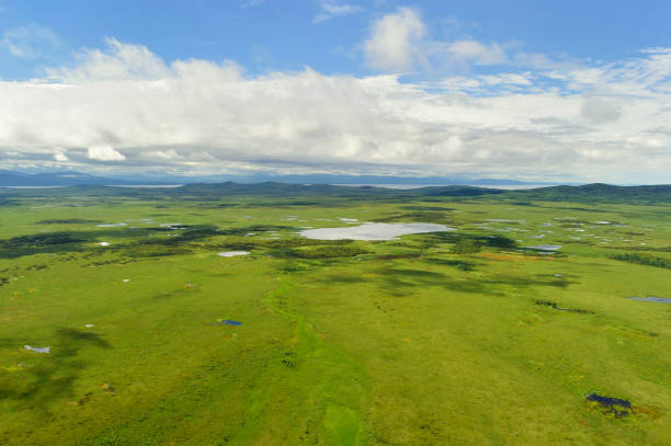 Aerial view of the green forest in the  North of  Khabarovsk territory, far East, Russia. stock photo