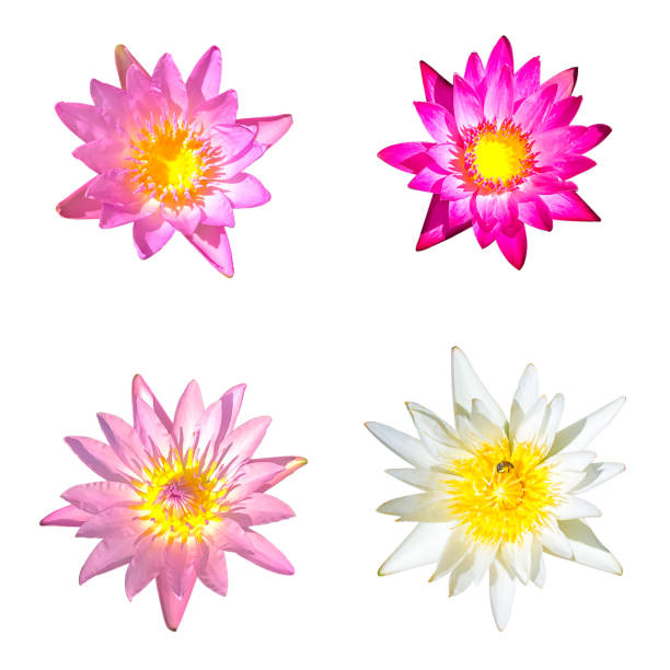Lotus set isolated on white background with clipping path,Closeup