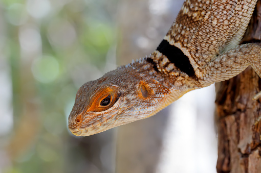Oplurus cuvieri, known as the collared iguanid lizard, or Madagascan collared iguana. Ankarafantsika National Park, Madagascar wildlife and wilderness