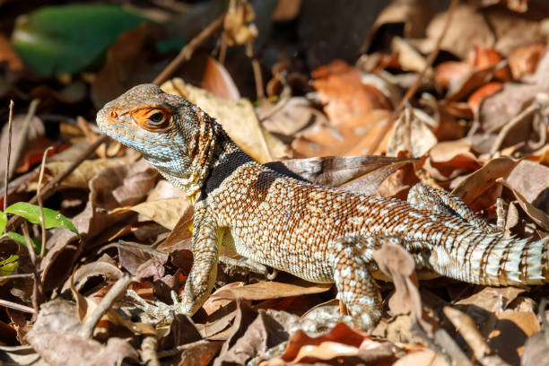 collared iguanid lizard, madagascar - lizard collared lizard reptile animal imagens e fotografias de stock