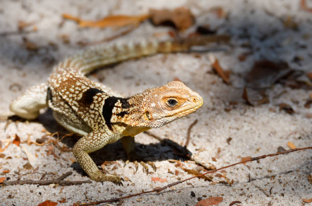 collared iguanid lizard, madagascar - lizard collared lizard reptile animal imagens e fotografias de stock