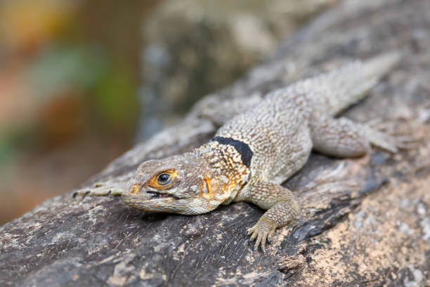 collared iguanid lizard, madagascar - lizard collared lizard reptile animal imagens e fotografias de stock