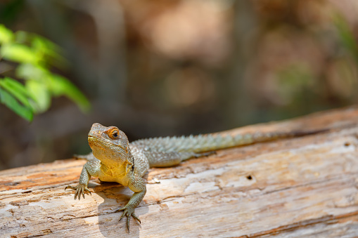 Oplurus cuvieri, known as the collared iguanid lizard, or Madagascan collared iguana. Ankarafantsika National Park, Madagascar wildlife and wilderness