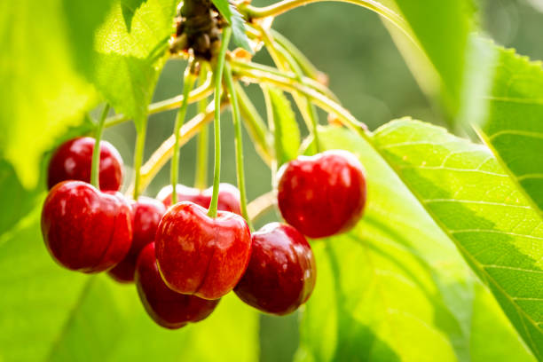 Fresh sweet cherries on tree in garden