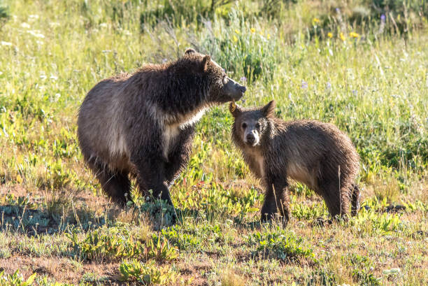 istock Grizzly bear and cub 1127131988