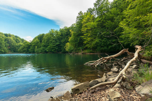 istock lake among primeval beech forest 1127132985