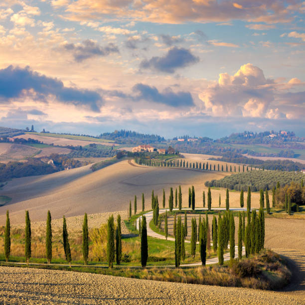 landscape of hills, country road, cypresses trees and rural houses - tuscany italy tree cypress tree imagens e fotografias de stock