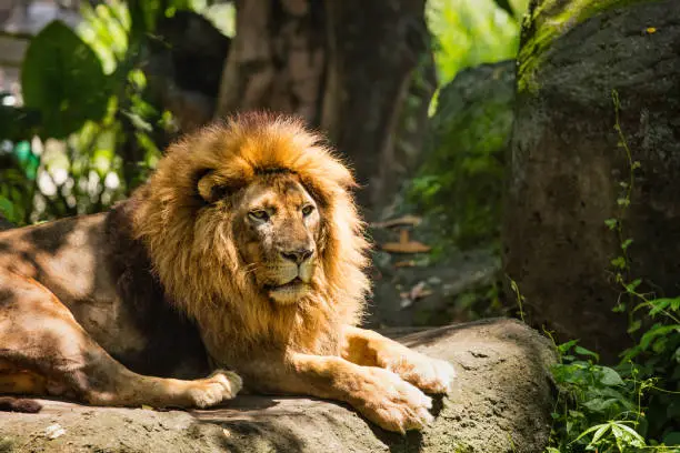 Photo of Lion African male with a beautiful mane in the wild nature during the day in sunlight