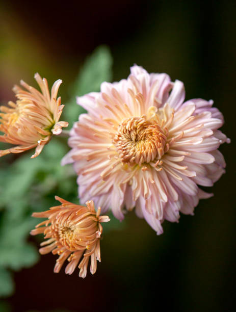 istock colorful Chrysanthemum 1127134340