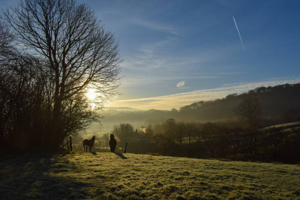 istock Horses at sunrise 1127134576