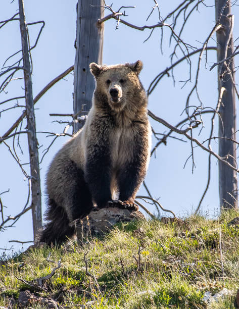 istock Grizzly bear yearling cub 1127134733