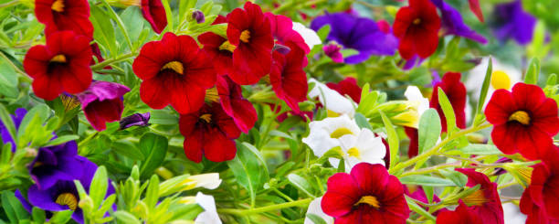 istock Petunia garden flowers close up 1127135668