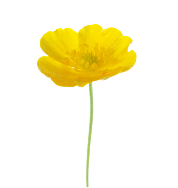 istock Yellow  Buttercup isolated on white background. 1127135739