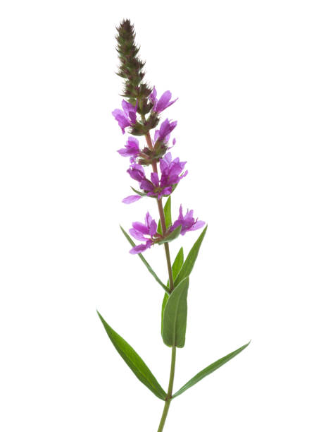 istock Lythrum Salicaria (Purple Lythrum) isolated on white background. 1127135821