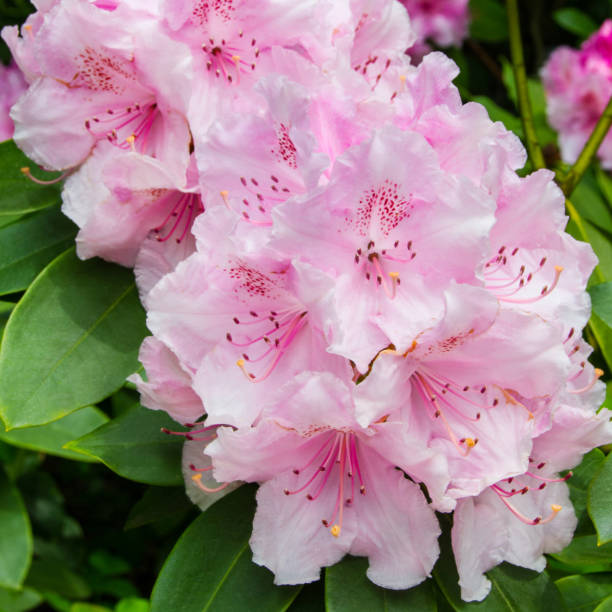 rhododendron-blumen im garten - azalea magenta flower red stock-fotos und bilder