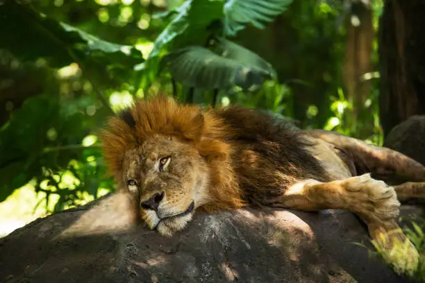 Photo of Lion african male with a beautiful mane in the wild nature during the day in sunlight