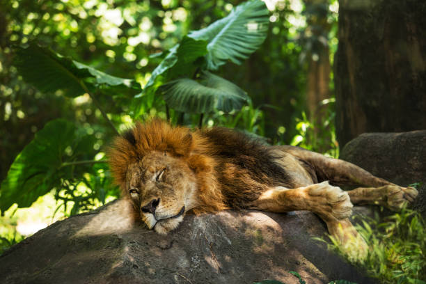 afrikanische löwe männlich mit einer schönen mähne in der wilden natur im laufe des tages in der sonne - kruger national park national park southern africa africa stock-fotos und bilder