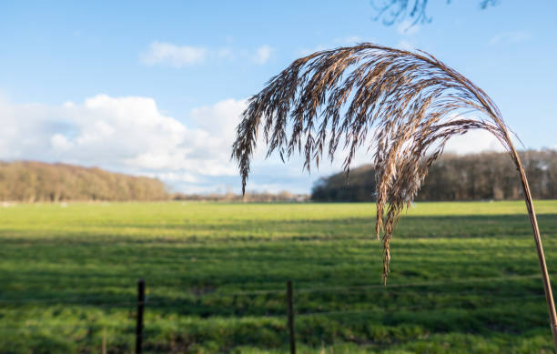 erba di torba nel campo - weat foto e immagini stock