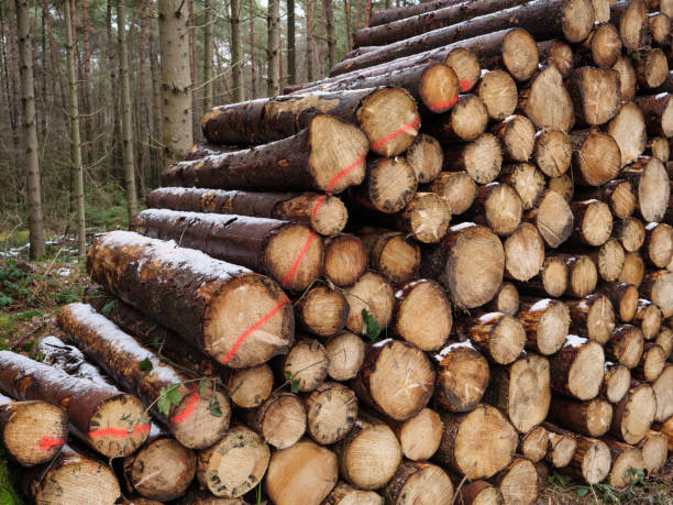 istock winter time in a german forest 1127136792
