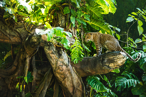 Leopard on a branch of a large tree in the wild habitat during the day about sunlight