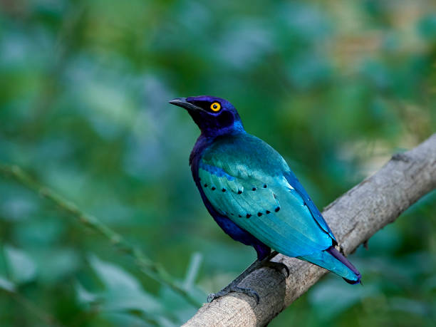 istock Purple glossy starling (Lamprotornis purpureus) 1127136880