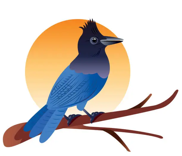 Vector illustration of Steller’s jay