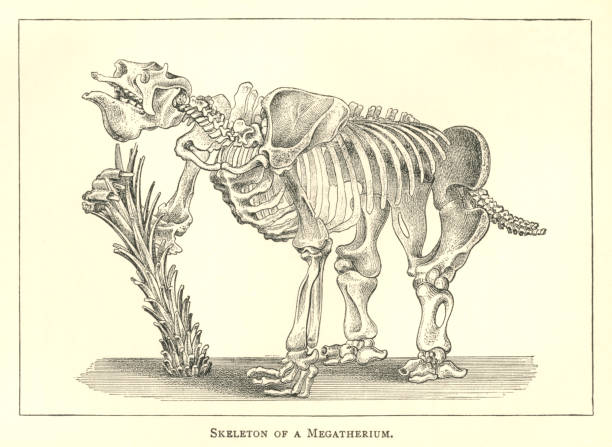 illustrations, cliparts, dessins animés et icônes de gravure du xixe siècle du squelette d’un megatherium - pliocene