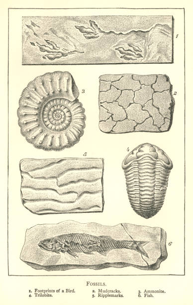 다양 한 화석의 19 세기 판화 - trilobite stock illustrations