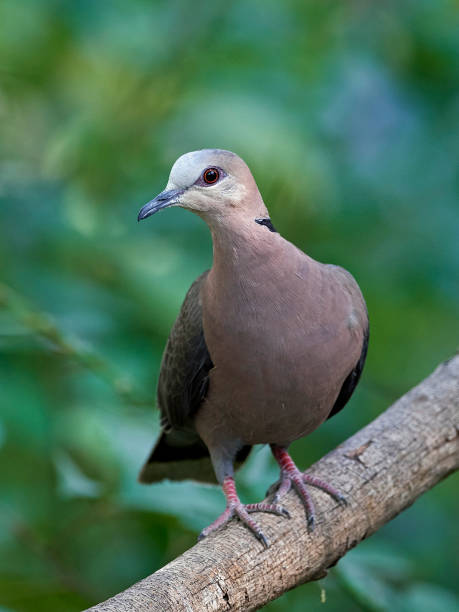 istock Red-eyed Dove (Streptopelia semitorquata) 1127138410