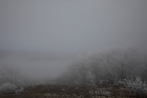 hard rime, frozen tree winter wonderland scenery. Fog and Mist background, natural tree. frozen leaves, freezing fog