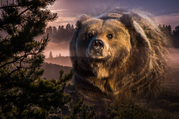 Grizzly bear boar merged with the area where he lives