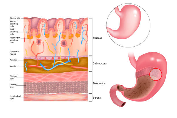 слизистый слой в желудке - mucosa stock illustrations
