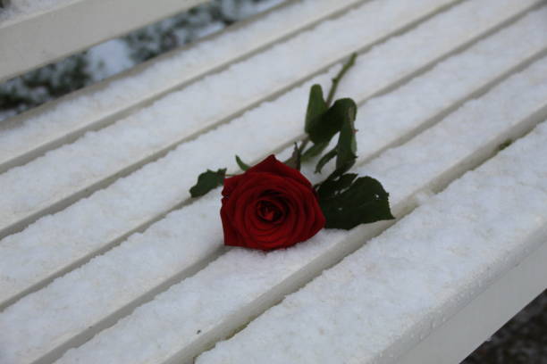 Last rose in the garden.