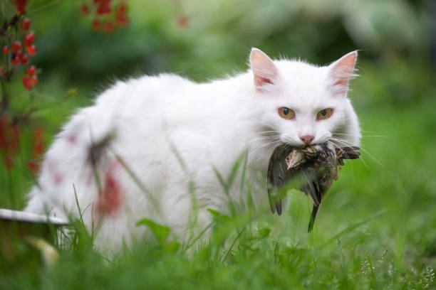 White cat caught a bird