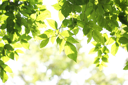 fresh green leaves in the forest