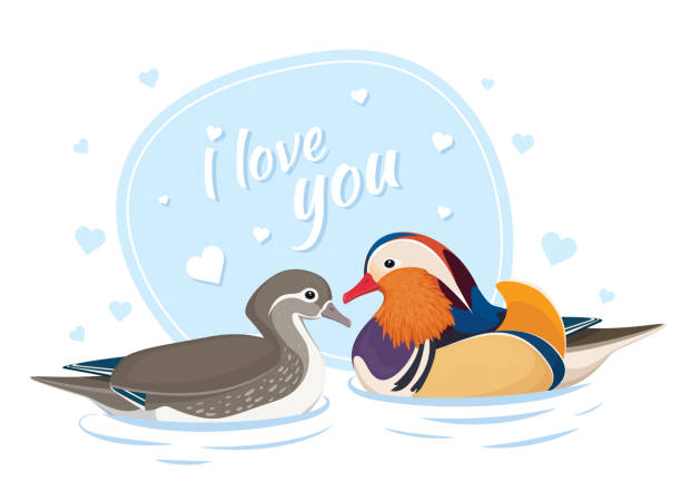 Pato Love - Banco de fotos e imágenes de stock - iStock Pato Love - Banco de fotos e imágenes de stock - iStock