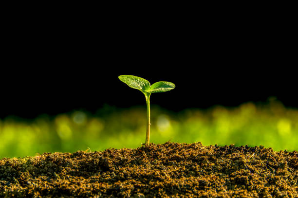 지상에서 발 아 식물 - agriculture bud crop growth 뉴스 사진 이미지