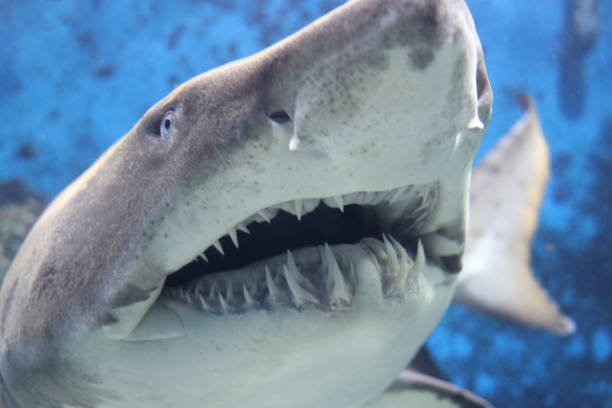 istock Admiration of a dreaded shark 1127142277