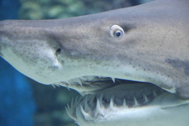 istock Admiration of a dreaded shark 1127142350