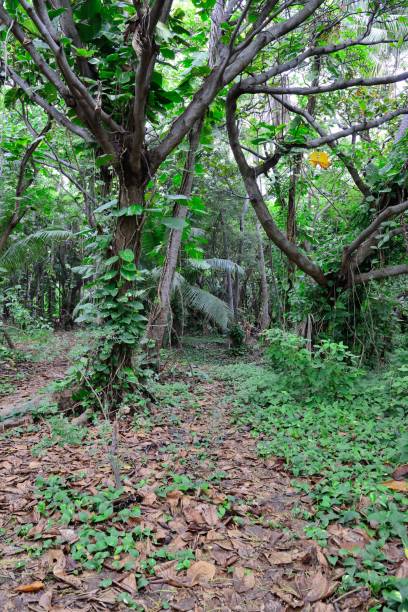 istock Tropical forest in Hawaii Big Island 1127142354