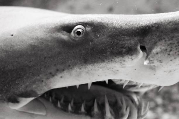 istock Admiration of a dreaded shark 1127142924