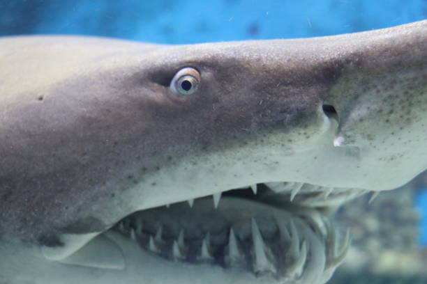 istock Admiration of a dreaded shark 1127142990