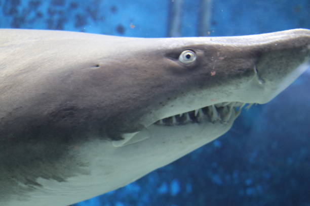 istock Admiration of a dreaded shark 1127143089
