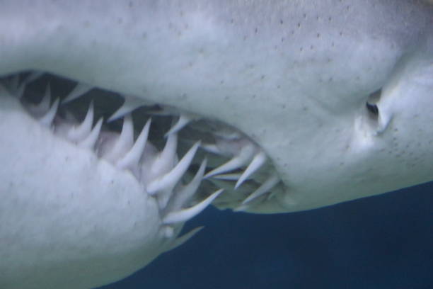 istock Admiration of a dreaded shark 1127143112