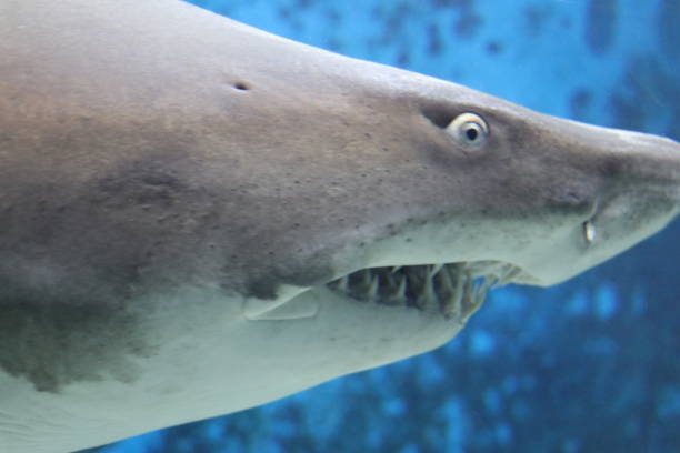 istock Admiration of a dreaded shark 1127143145