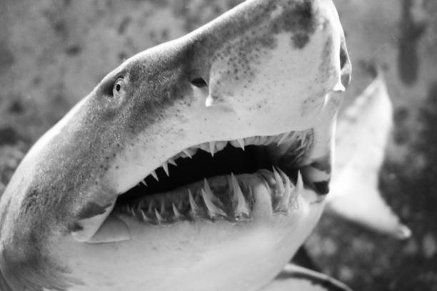 istock Admiration of a dreaded shark 1127143184